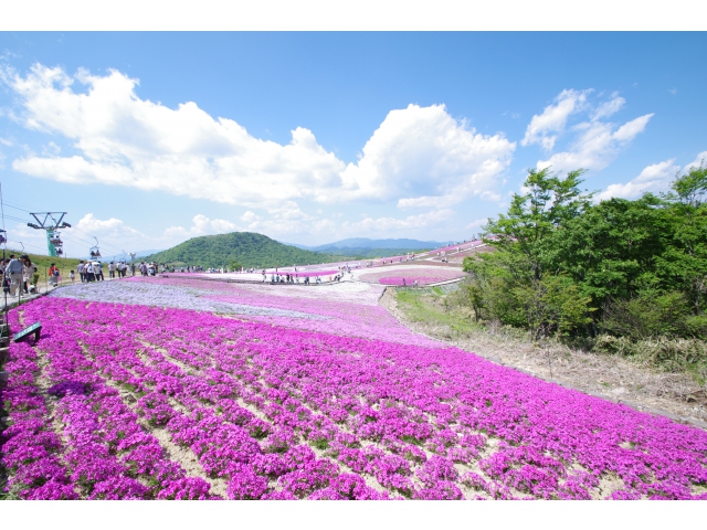 茶臼山高原の芝桜